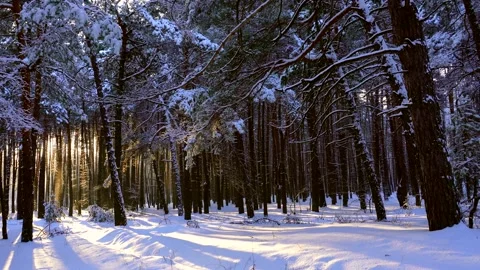 Forest glow Video stock 263780063