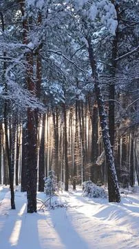 Forest glow Photos