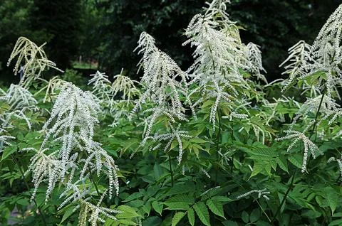 Forest goat beard; Aruncus dioicus Stock Photos