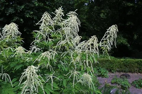 Forest goat beard; Aruncus dioicus Stock Photos