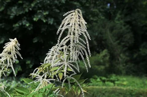 Forest goat beard; Aruncus dioicus Stock Photos