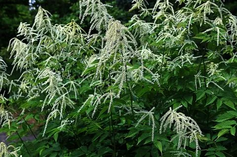 Forest goat beard; Aruncus dioicus Stock Photos