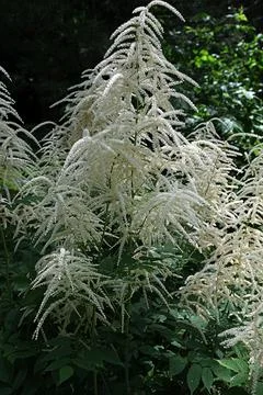 Forest goat beard; Aruncus dioicus Stock Photos