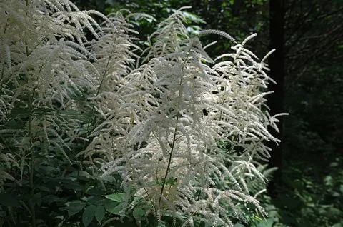 Forest goat beard; Aruncus dioicus Stock Photos