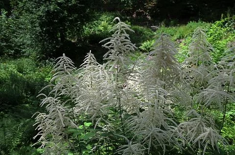 Forest goat beard; Aruncus dioicus Stock Photos