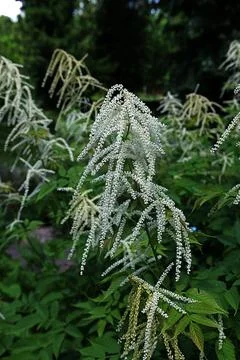 Forest goat beard; Aruncus dioicus.Forest goat beard in spring. Stock Photos