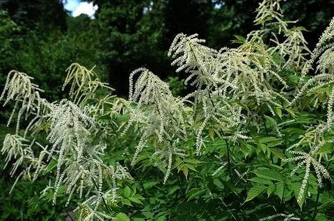 Forest goat beard; Aruncus dioicus.Forest goat beard in spring. Stock Photos