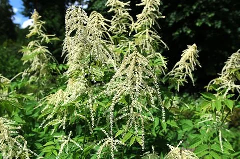 Forest goat beard; Aruncus dioicus.Forest goat beard in spring. Stock Photos