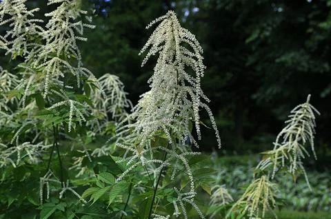 Forest goat beard; Aruncus dioicus.Forest goat beard in spring. Stock Photos