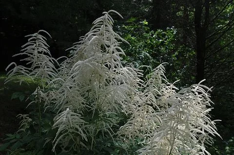 Forest goat beard; Aruncus dioicus.Forest goat beard in spring. Stock Photos