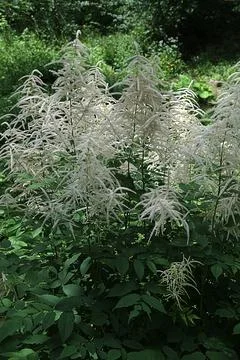 Forest goat beard; Aruncus dioicus.Forest goat beard in spring. Stock Photos