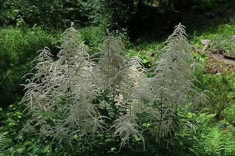 Forest goat beard; Aruncus dioicus.Forest goat beard in spring. Stock Photos