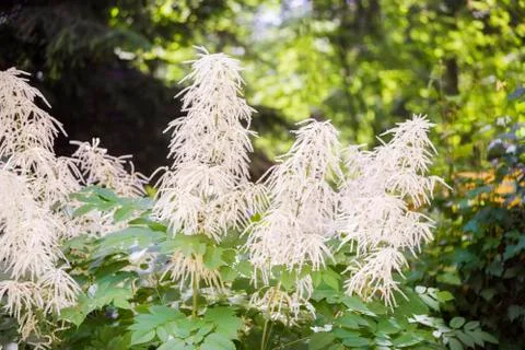 Forest goat beard Stock Photos