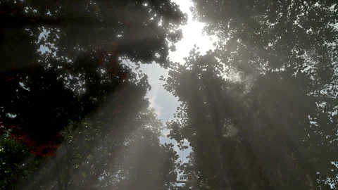 Forest god rays loop Vídeo Stock 344745451
