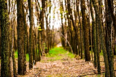 Forest in the golden hour Stock Photos
