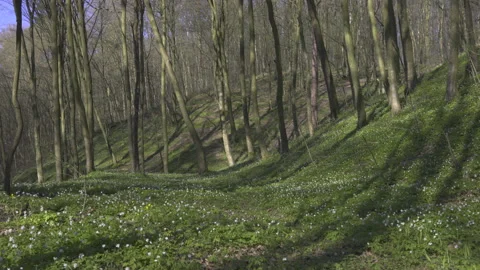 Forest gorge in flowers in spring, 8K Stock Footage 164186822