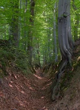 Forest gorge Stock Photos