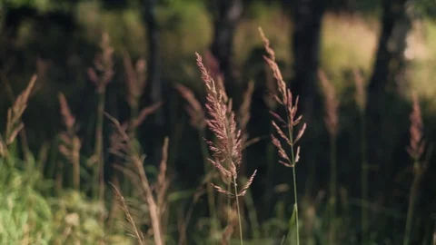Forest grass background Stock Footage 92877252