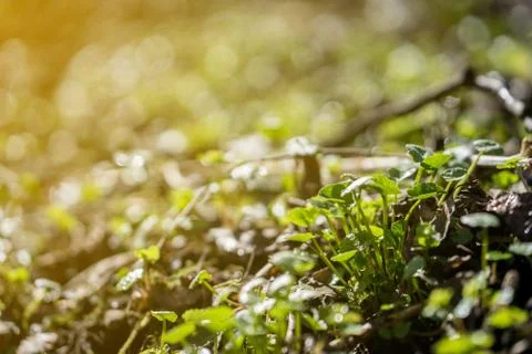 Forest grass close up on the Sun Stock Photos