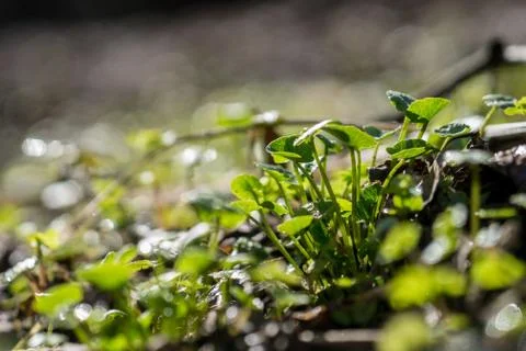 Forest grass close up on the Sun Stock Photos