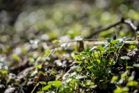 Forest grass close up on the Sun Foto stock