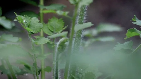 Forest grass closeup Stock Footage 89745152