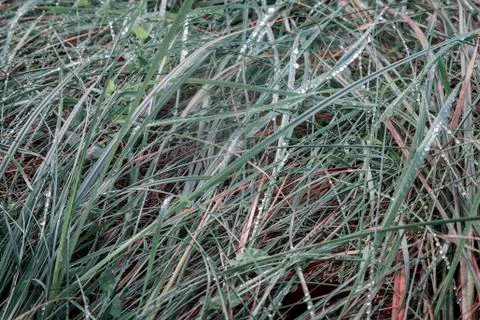 Forest grass with dew drops . Stock Photos