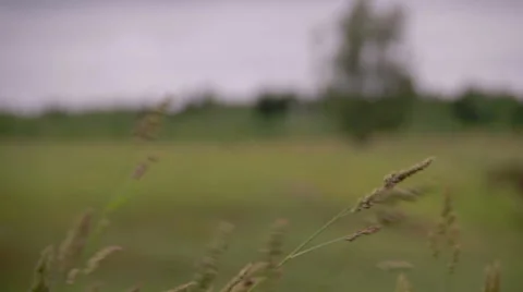 Forest grass field focus blur Stock Footage 50234141