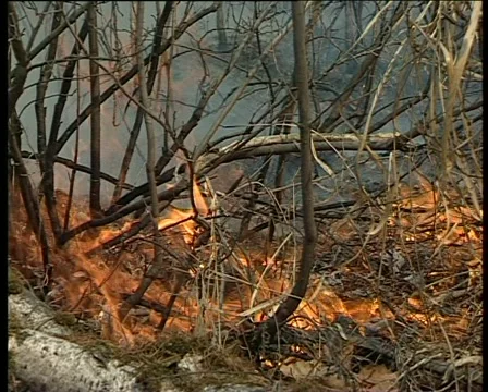 Forest grass fire Vídeo Stock 1013729