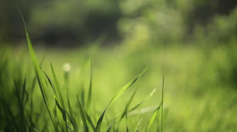 Forest Grass Hikers Rack Focus HD 스톡 동영상 23118048