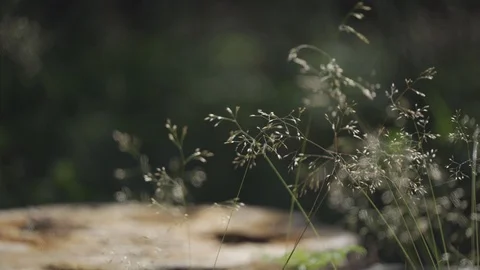 Forest grass moving with wind Stock Footage 111648864
