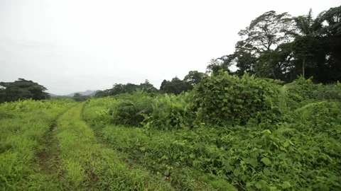 Forest grass path Stockbeeldmateriaal 149123215