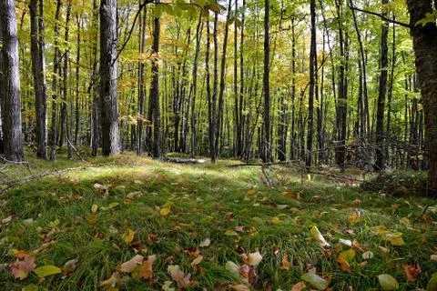 Forest Grass Stock Photos