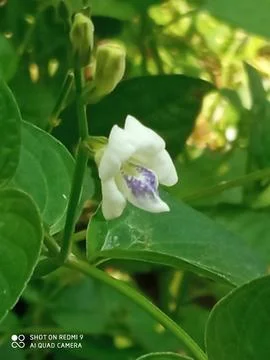 Forest grass Stock Photos