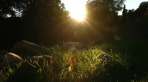 Forest Grass Rocks 스톡 동영상 22844529