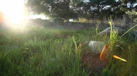 Forest Grass Slide 스톡 동영상 22854687