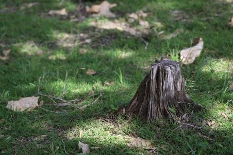 In the forest on the grass is a stump around which are leaves Stock Photos
