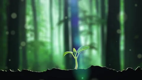 Forest grass takes root and sprouts Stock Footage 288182901
