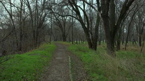 Forest grass tree path park Stock Footage 147592411