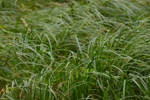 Forest grass, vegetative background. Stock Photos