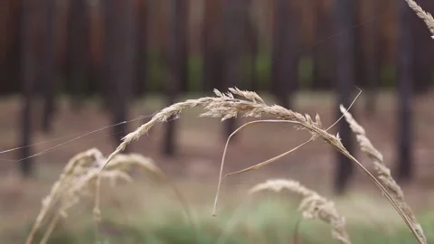 Forest grasses sway in the wind. Narrow focus. Stock Footage 150260597