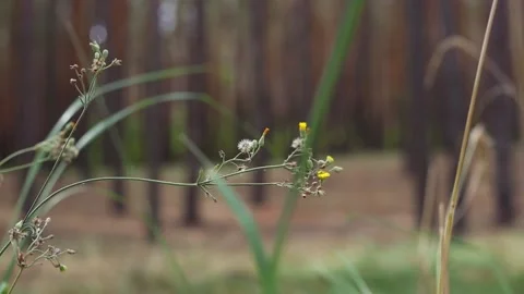 Forest grasses sway in the wind. Narrow focus. Stock-Footage 150260626