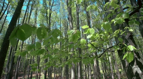 Forest in great weather, high angle view Stock Footage 49927449