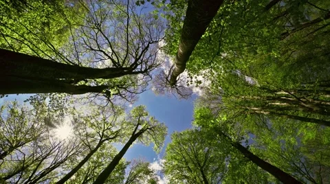 Forest in great weather, high angle view Stock Footage 49927453