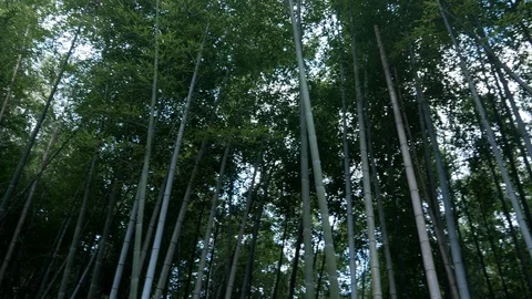 Forest Of  Green Bamboo Video stock 102124609