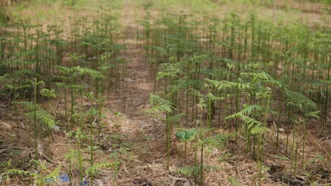 Forest Green Field Stock Footage 135844181