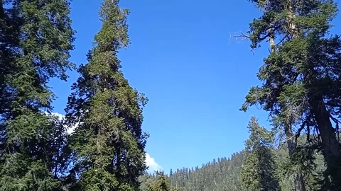 Forest green Video stock 147994987