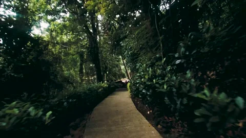 Forest green Video stock 221175759