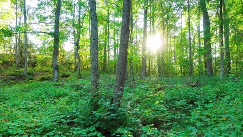 Forest green Stock Footage 285231616
