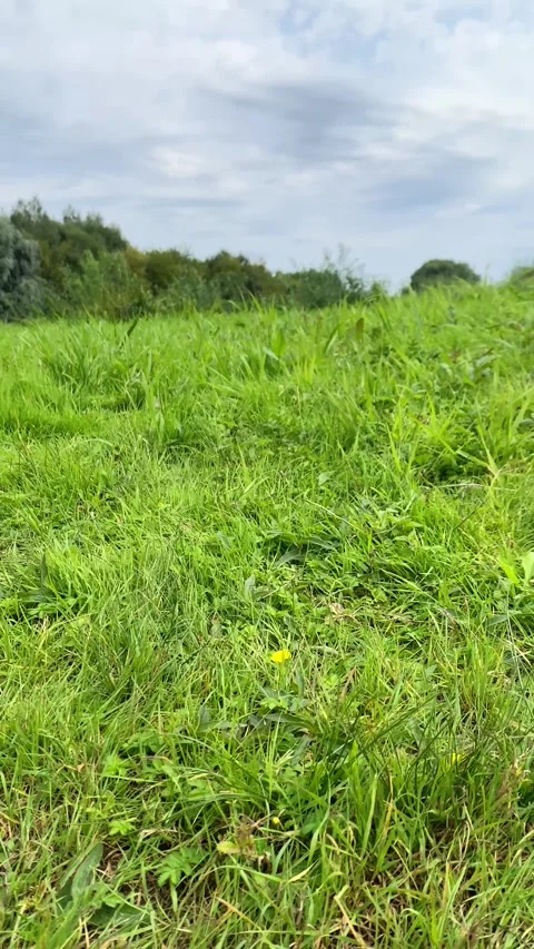 Forest, green grass, sky, summer. Vertical video Stock Footage 282188734
